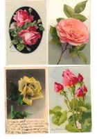 Rosen Blumen 11 Ansichtskarten