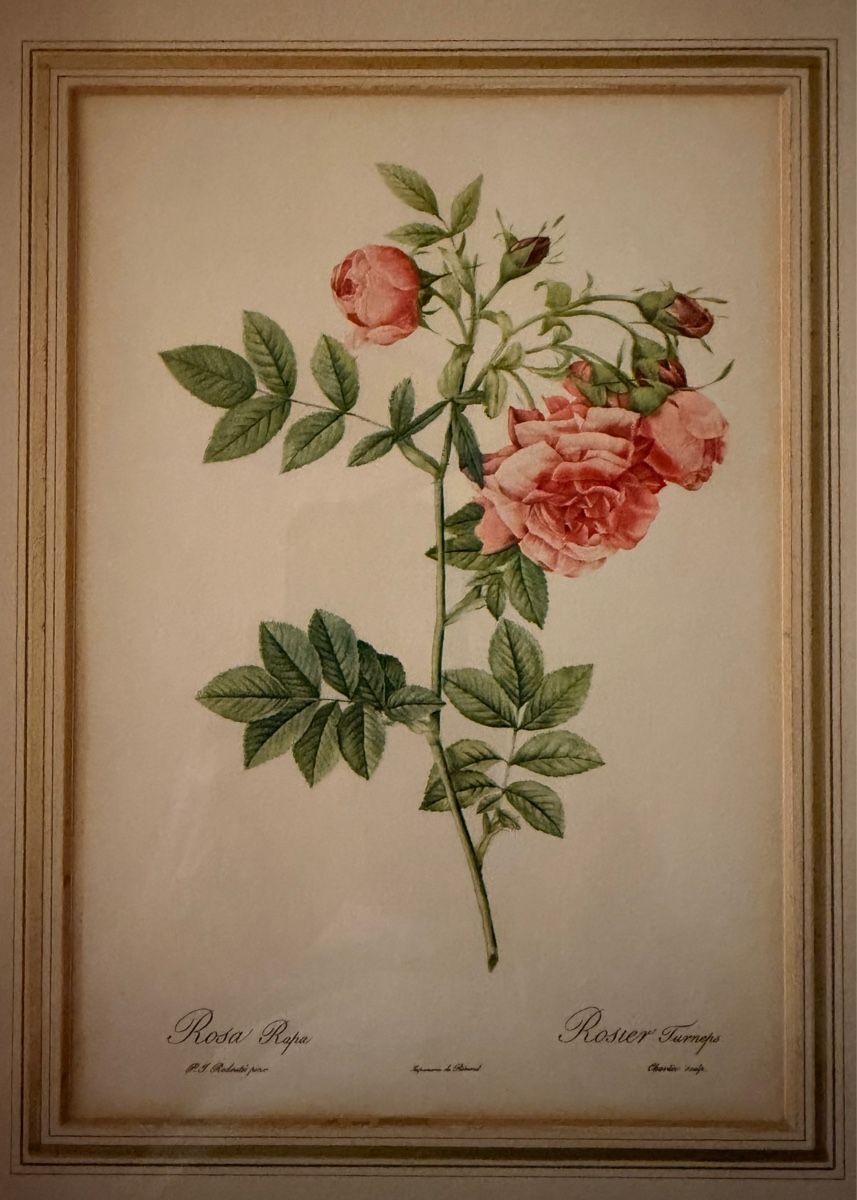 Foto & Immagini: Kunstdruck - Pierre-Joseph Redouté - Rosa Rapa – Usato da Schlieren venduto da KaRoPue 1