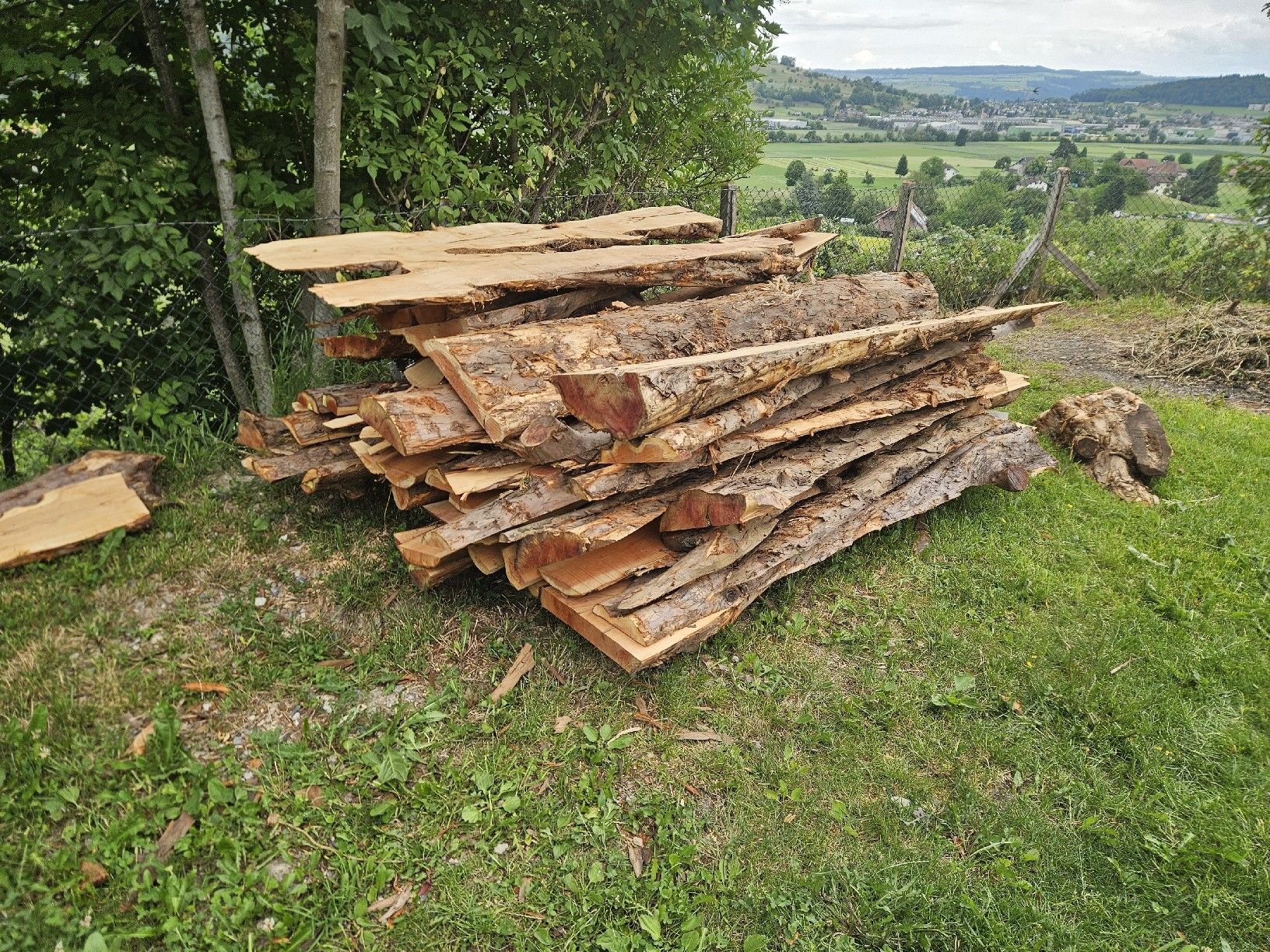 Articoli in legno: Eibenabschnitte  – Nuovo (secondo la descrizione) da Gontenschwil venduto da Studi1958 7