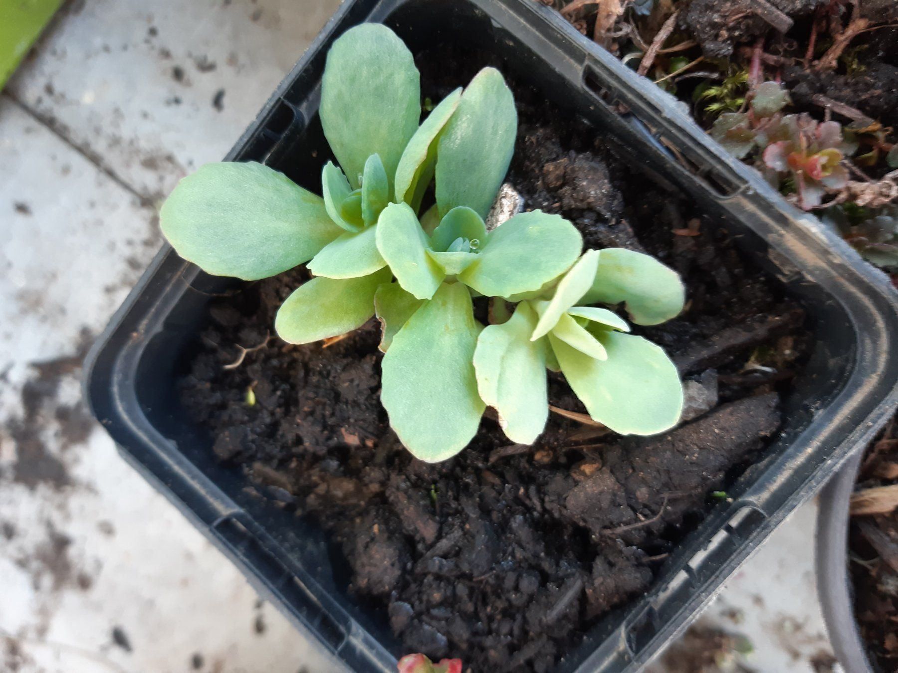 Piante & sementi: Fette Henne Iceberg Sedum – Nuovo (secondo la descrizione) da Ibach venduto da chaemilochhobbygarte 5