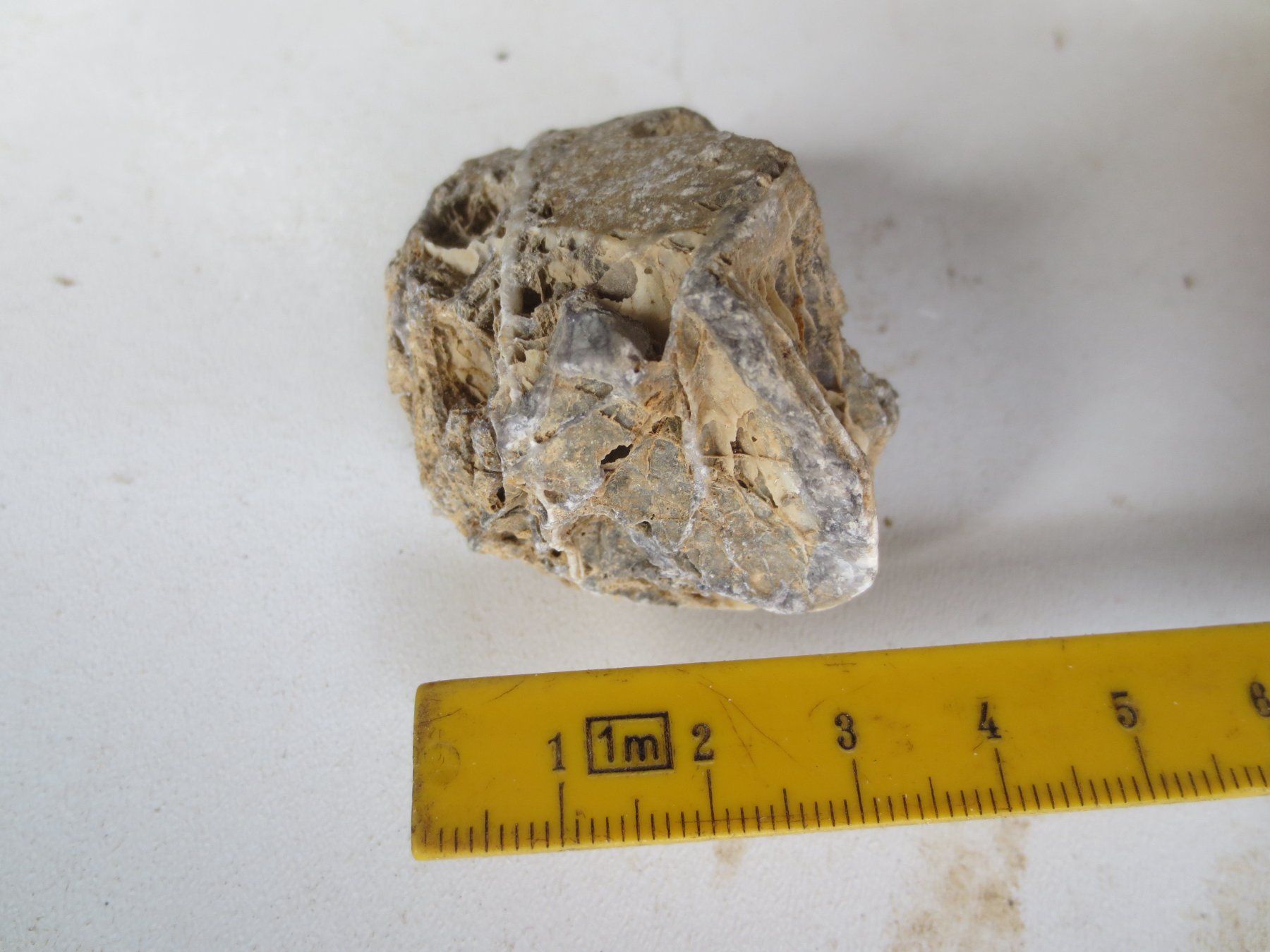 Fossili: Fossilie – Nuovo (secondo la descrizione) da Weier im Emmental venduto da waefler03 2