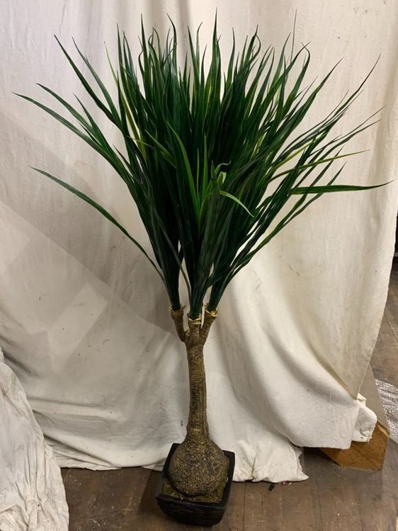Piante & sementi: Decoflower Taro Palme im Topf – Nuovo e nell'imballaggio originale da Däniken SO venduto da Profog1