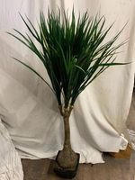 Decoflower Taro Palme im Topf