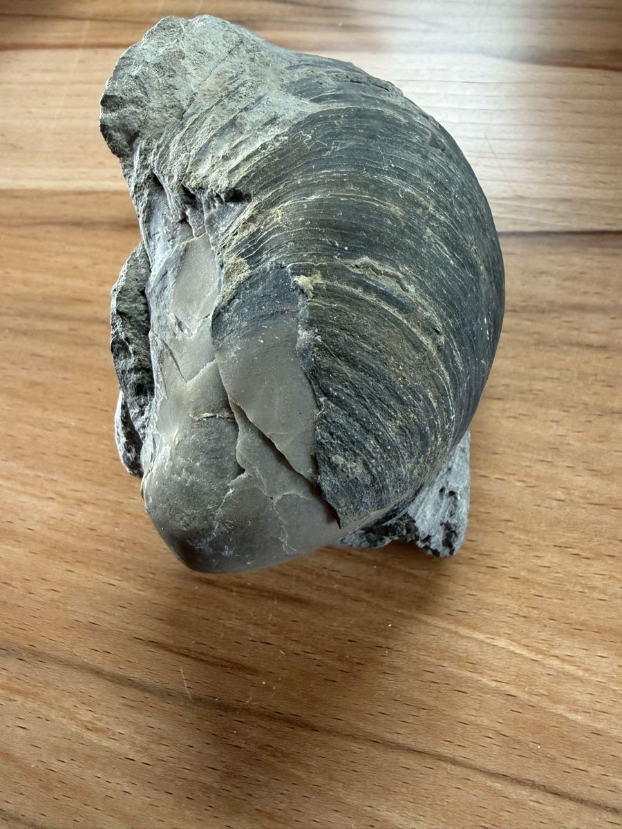 Fossilien: Versteinerte Auster – Gebraucht aus Grenchen von Bastet007 2