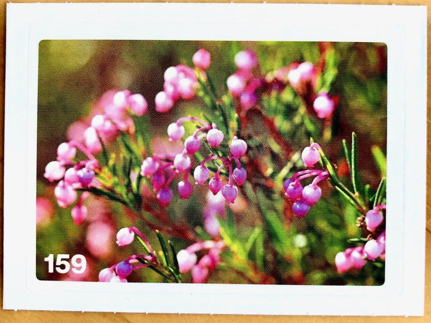 Migros Carte collezionabili: Migros Nature Detectives - Bild Nr. 159 – Nuovo (secondo la descrizione) da Oberrieden venduto da Zimmerberg10