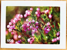 Migros Nature Detectives - Bild Nr. 159