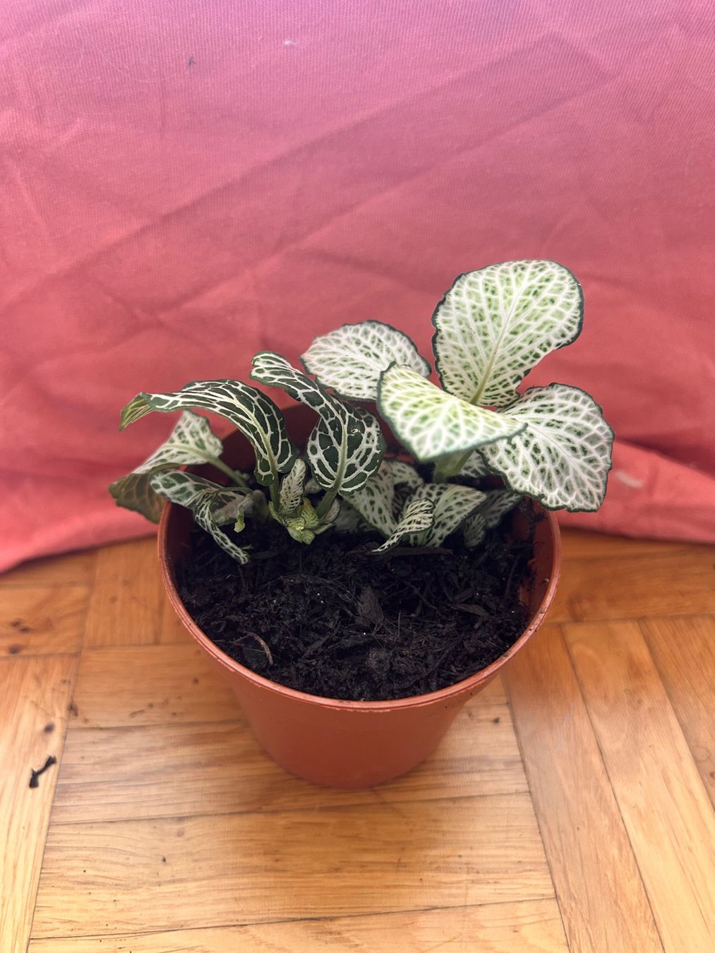 Piante & sementi: Fittonia 🌱 – Usato da Zürich venduto da -Pflaenzlilade 1