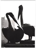 Fotografie Hamburg-Altona, Statue Pelika