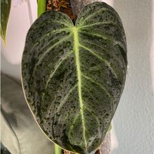 Profile image of Bad-Mojo