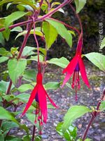Fuchsia Magellanica - winterharte Fuchsie für den Garten