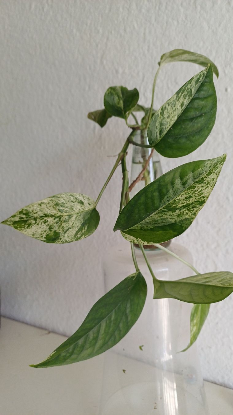 Pflanzen & Samen: Epipremnum pinnatum marble – Gebraucht aus Bern von uwi_8t7x 1