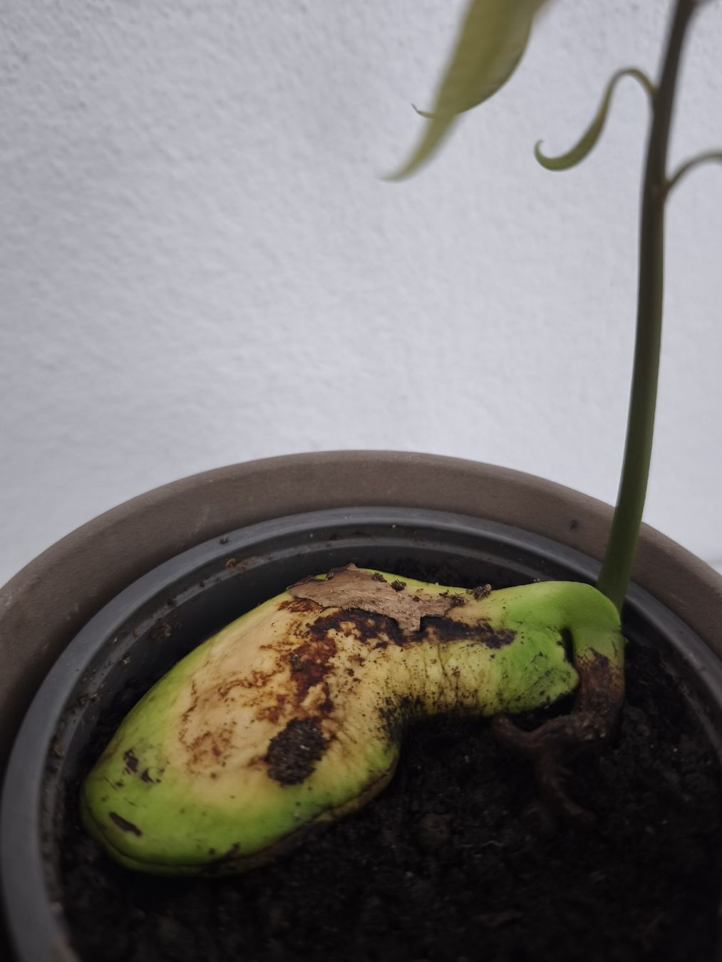 Piante & sementi: Mango Baum Pflanze – Nuovo (secondo la descrizione) da Uznach venduto da Mmanson1 4
