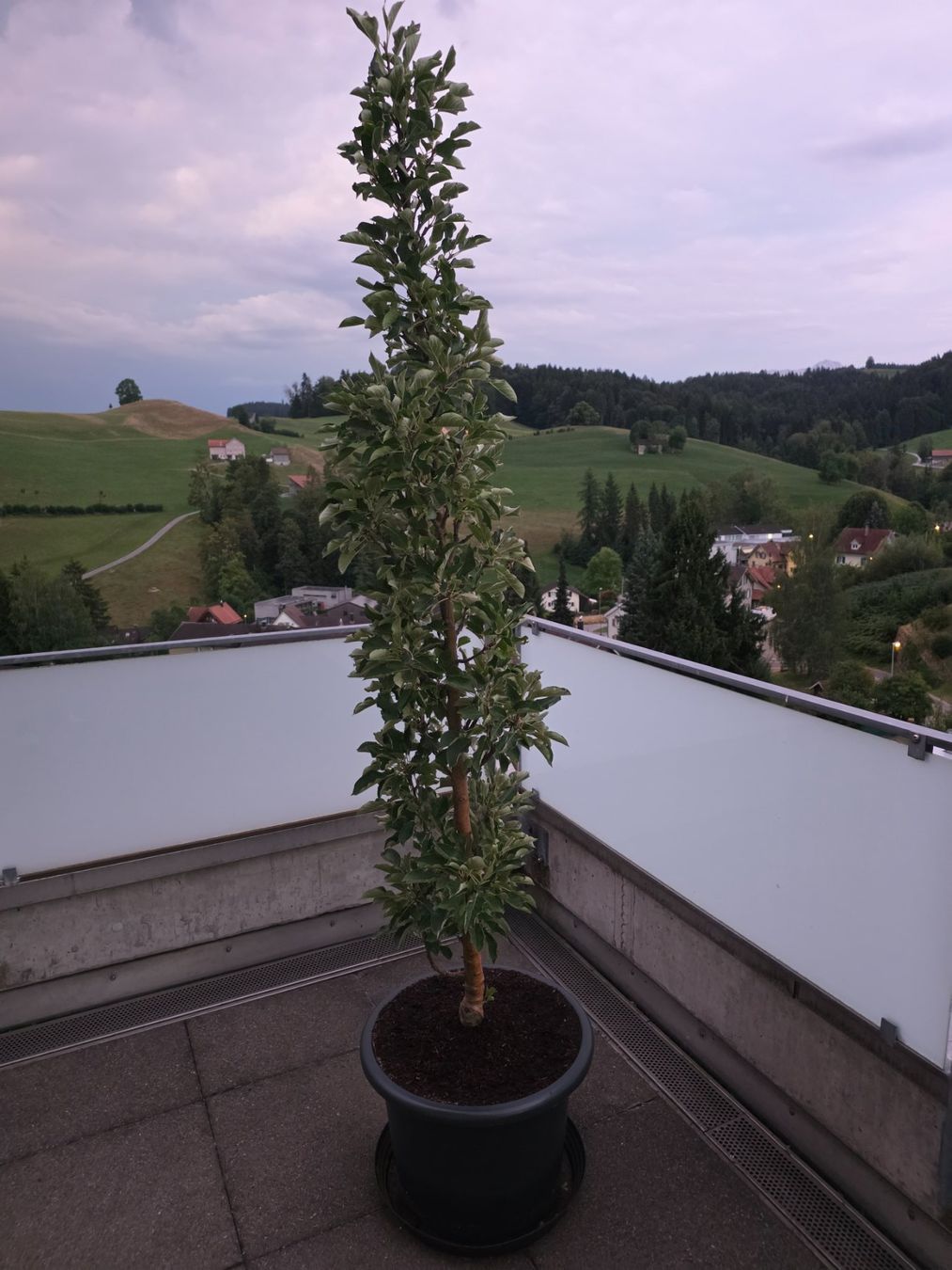 Plantes & graines: Säulenapfelbaum Rondo – D'occasion à Herisau par skorpion271081 1