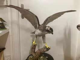 Vogel