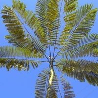 Schizolobium amazonicum TRES RARE
