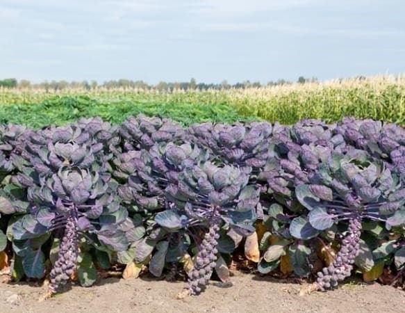 Pflanzen & Samen: Choux Bruxelles Violets RARE 30g – Neu (gemäss Beschreibung) aus Bremblens von FIBONACCI369 1