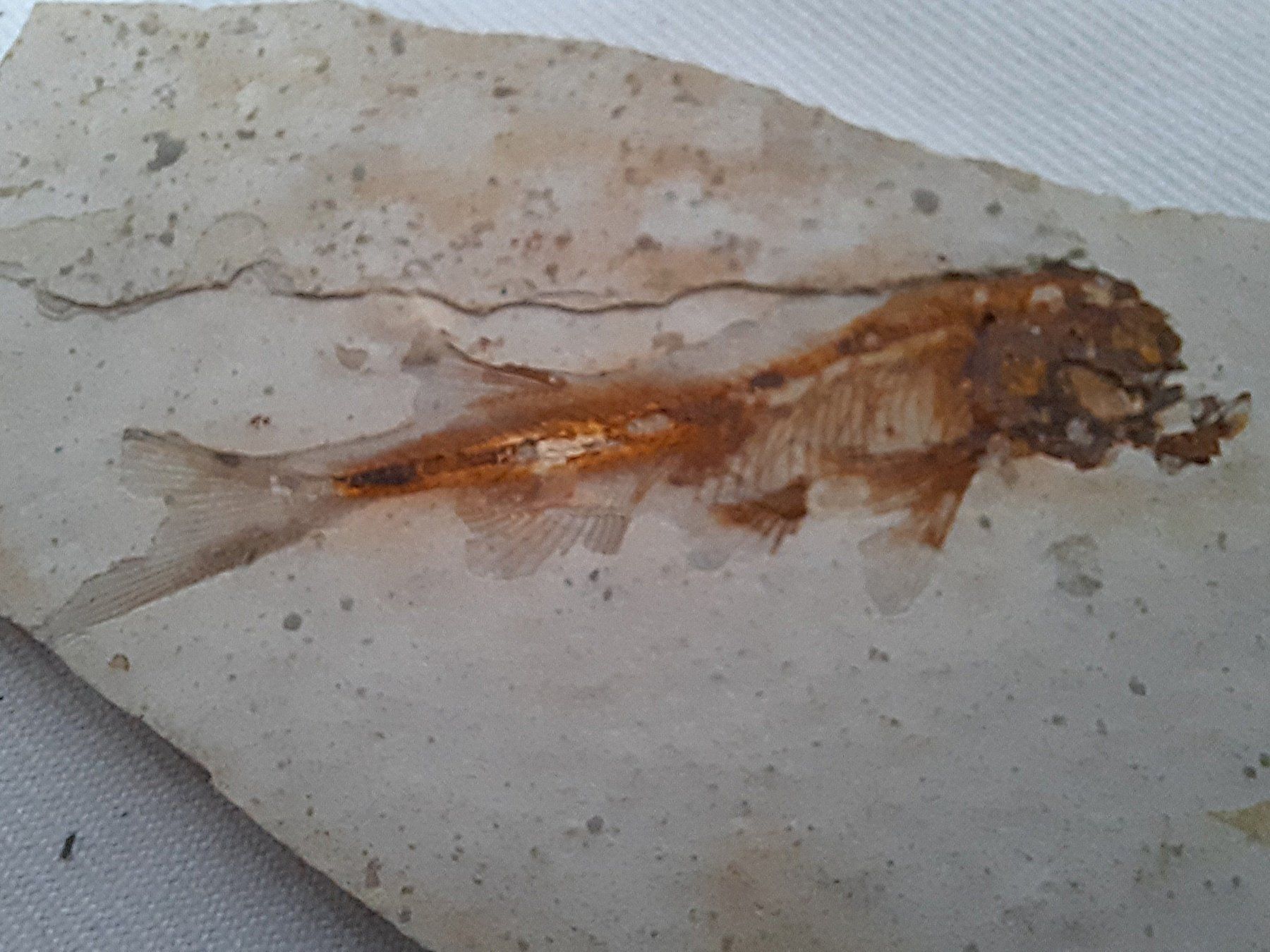 Fossili: 3 Fossilien – Usato da Beinwil am See venduto da Restwert_Beinwil 3
