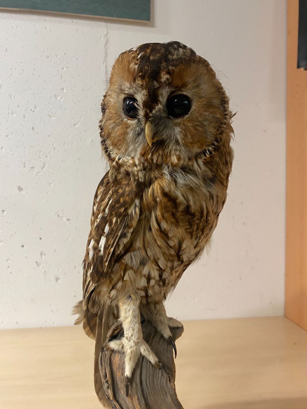 Il mondo degli animali: Waldkauz Präparat – Usato da Gerolfingen venduto da Regenbogen88 7