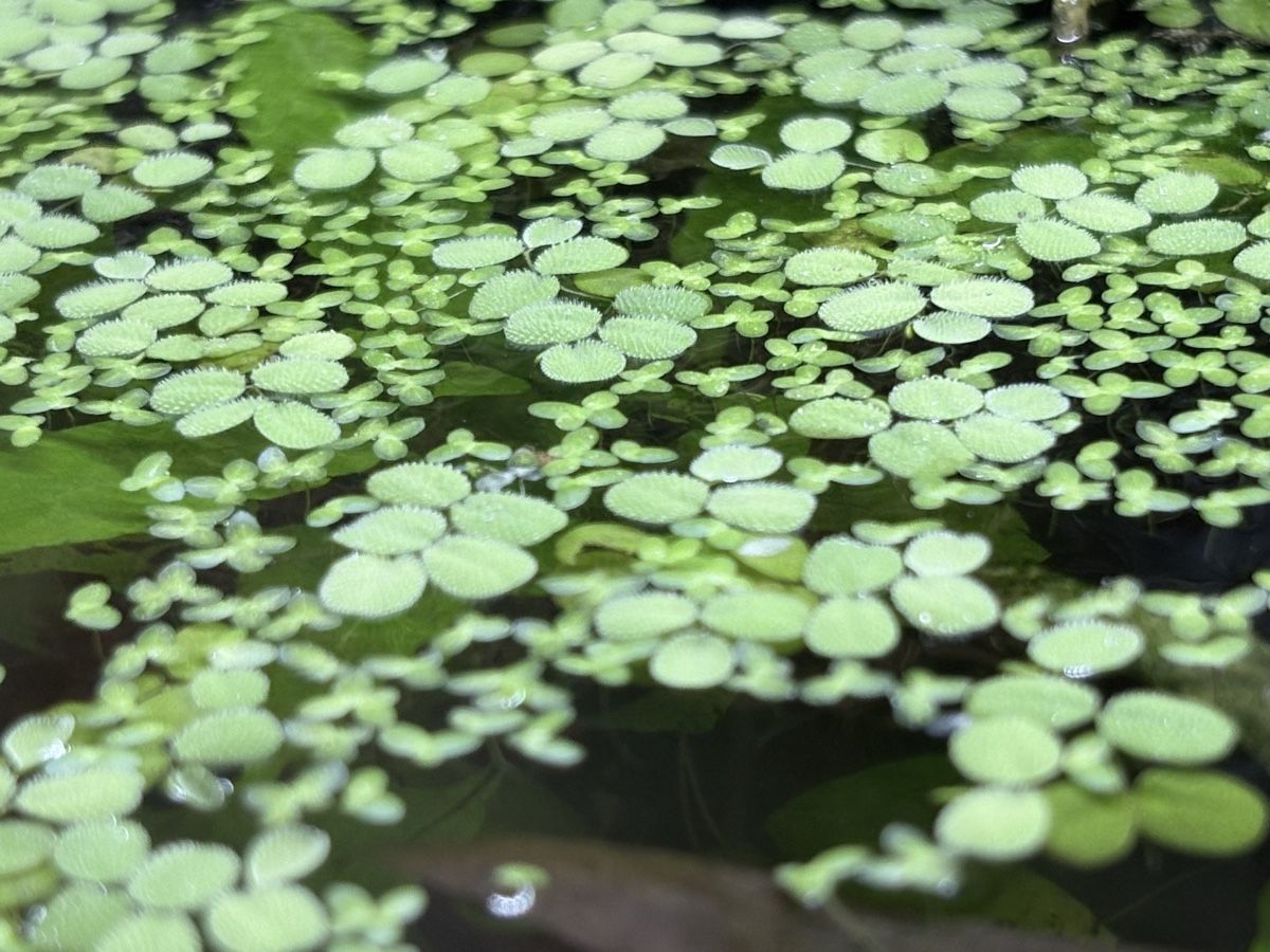 Piante & sementi: Salvinia minima - Kleiner Büschelfarn – Nuovo (secondo la descrizione) da Fällanden venduto da jue_xtp6