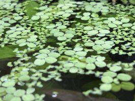 Salvinia minima - Kleiner Büschelfarn
