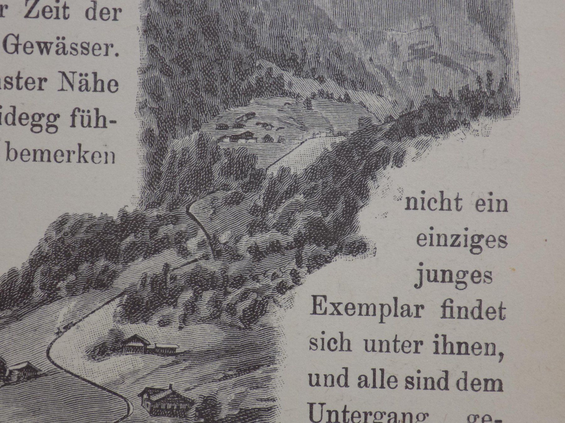 Incisioni: Grindelwald Bahnen – Usato da Risch venduto da Rischli15 6