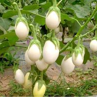 Aubergine „Golden Eggs“ / 5 Samen