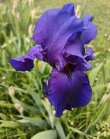 Iris 1 bulbe
