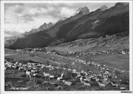 Brigels GR // Schafherde 1939