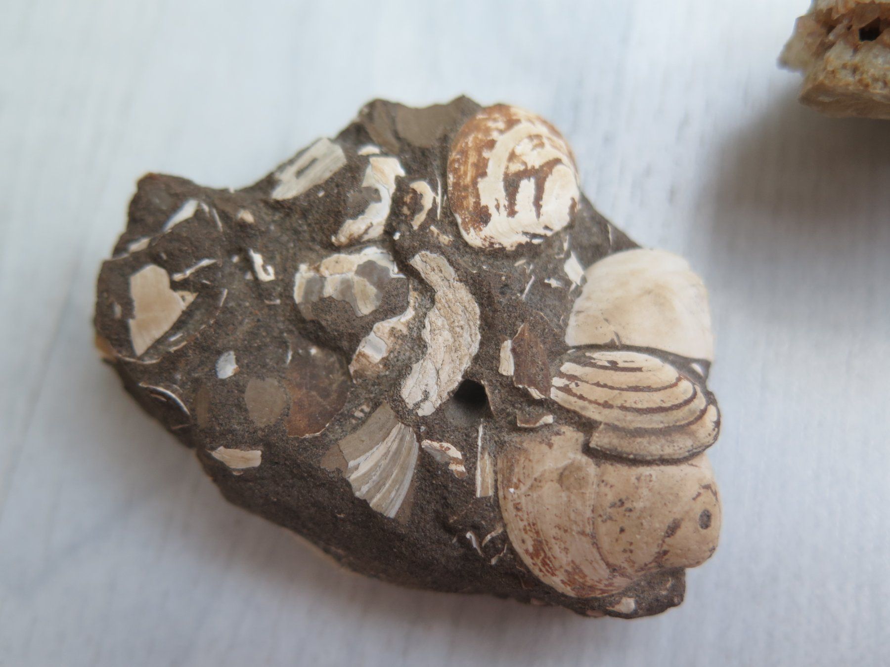 Minéraux & Lithothérapie: Fossil und eine Calcit Stufe – D'occasion à Schaffhausen par Yamakana51L8736OQ8 1