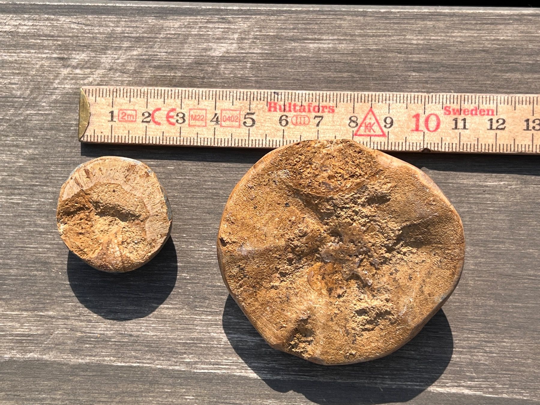 Fossili: 2 schöne versteinerte Seeigel Fossilien, Clypeus Plotii – Usato da Otelfingen venduto da Markthalle_C 2