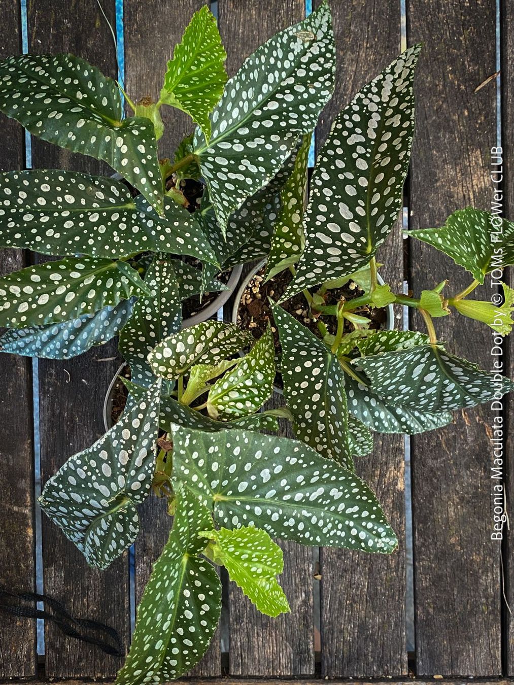 Piante & sementi: Begonia Maculata Double Dot - ein wunderschönes Sammlerstück – Nuovo e nell'imballaggio originale da Adliswil venduto da astom369