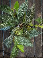 Begonia Maculata Double Dot - ein wunderschönes Sammlerstück