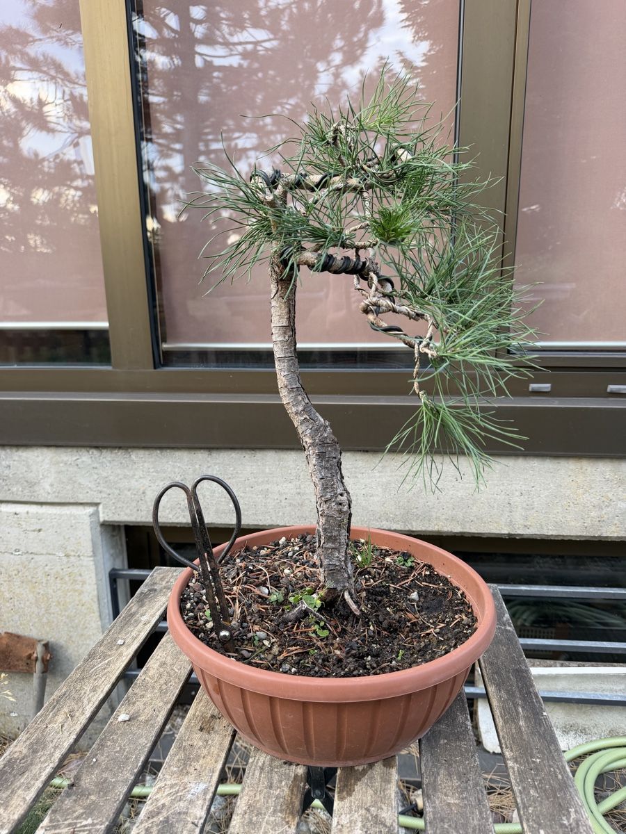 Piante & sementi: Pinus Sylvestris Bonsai – Usato da Suhr venduto da BonsaiGutzi 2