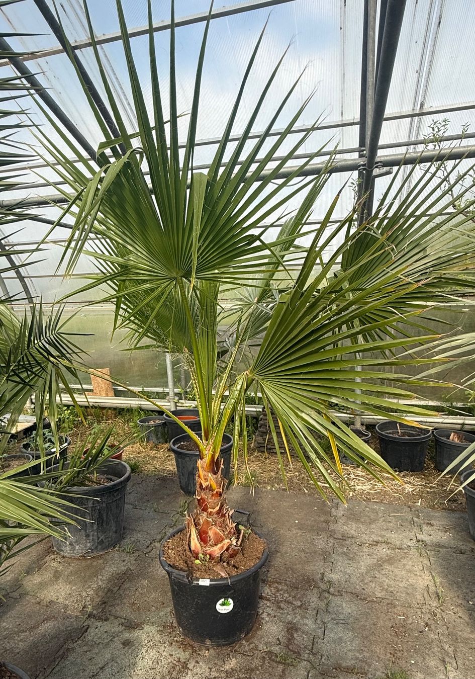 Plantes & graines: Washingtonia robusta - Versand möglich – Neuf avec emballage d'origine à Zuckenriet par Thur_Plant 3