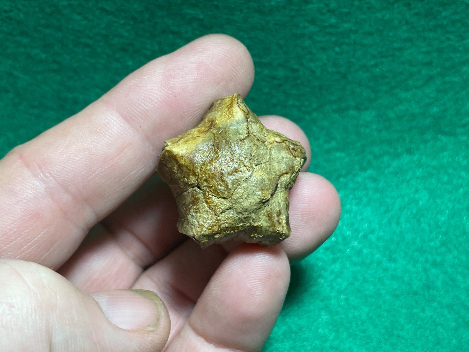 Fossili: Beau fossile de PENTREMITE – Nuovo (secondo la descrizione) da Cernier venduto da Tashi_Delek 4