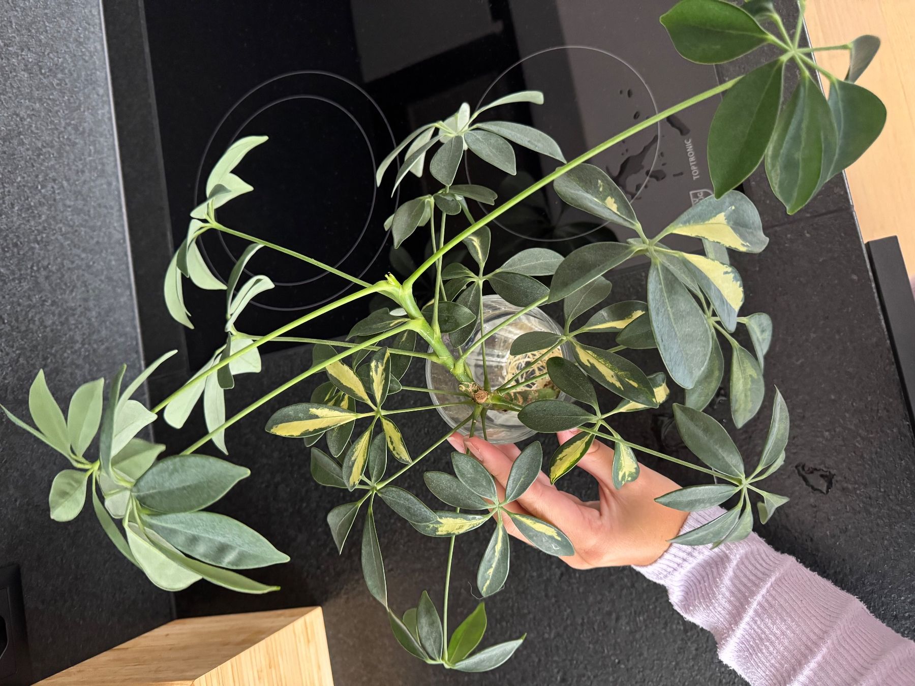 Piante & sementi: Schefflera Zimmerpflanze – Usato da Kloten venduto da Tanjaselina 2