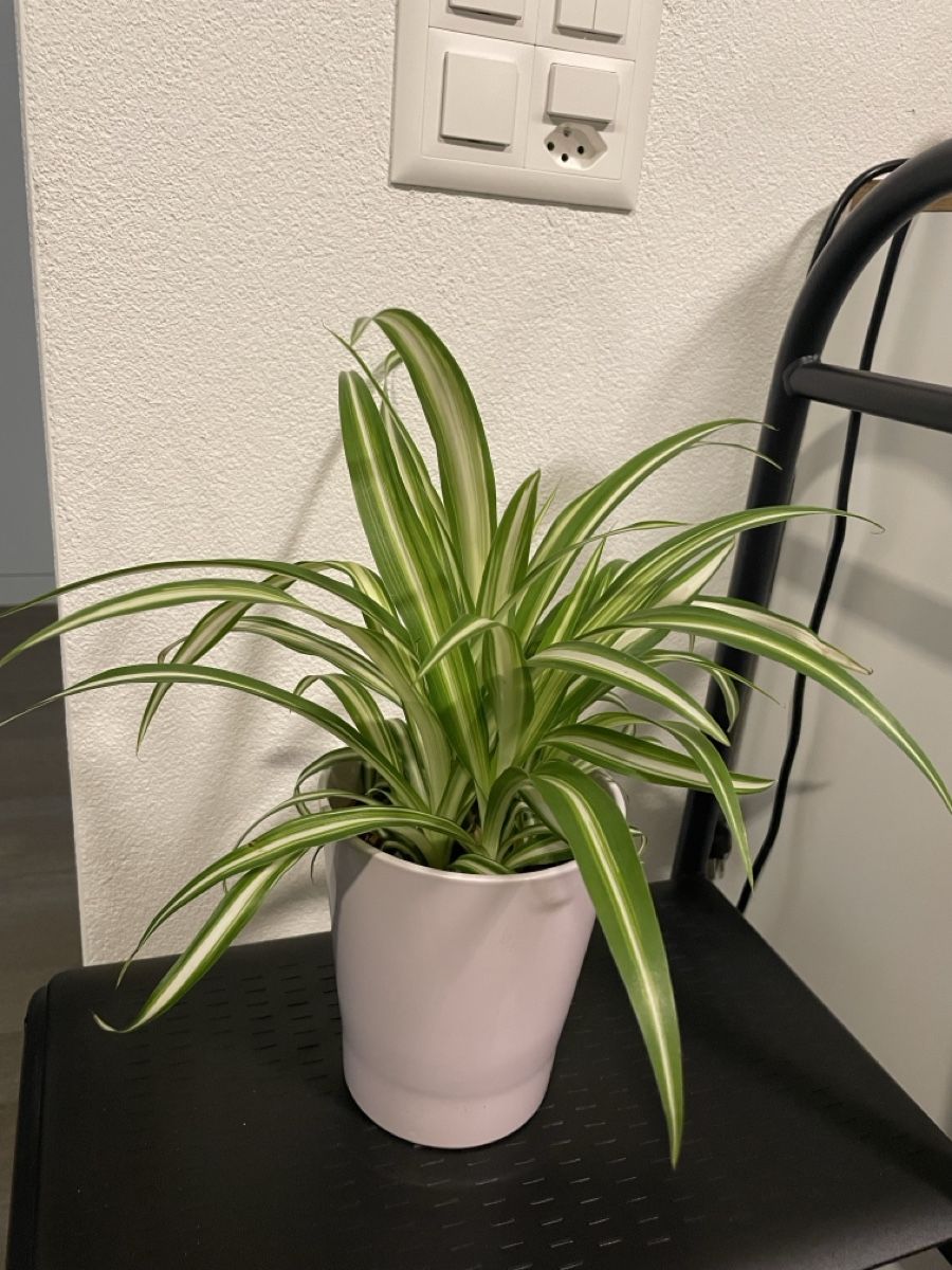 Pflanzen & Samen: Vibrant Spider Plant in Stylish Pot – Gebraucht aus Uster von momogarden