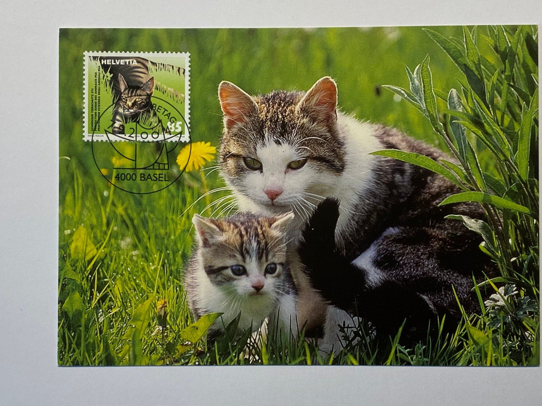 Cartoline postali: Maximumkarte Schweizer Tierschutz - Heimtier 2004 ET – Nuovo (secondo la descrizione) da Kirchenthurnen venduto da Scherzengel