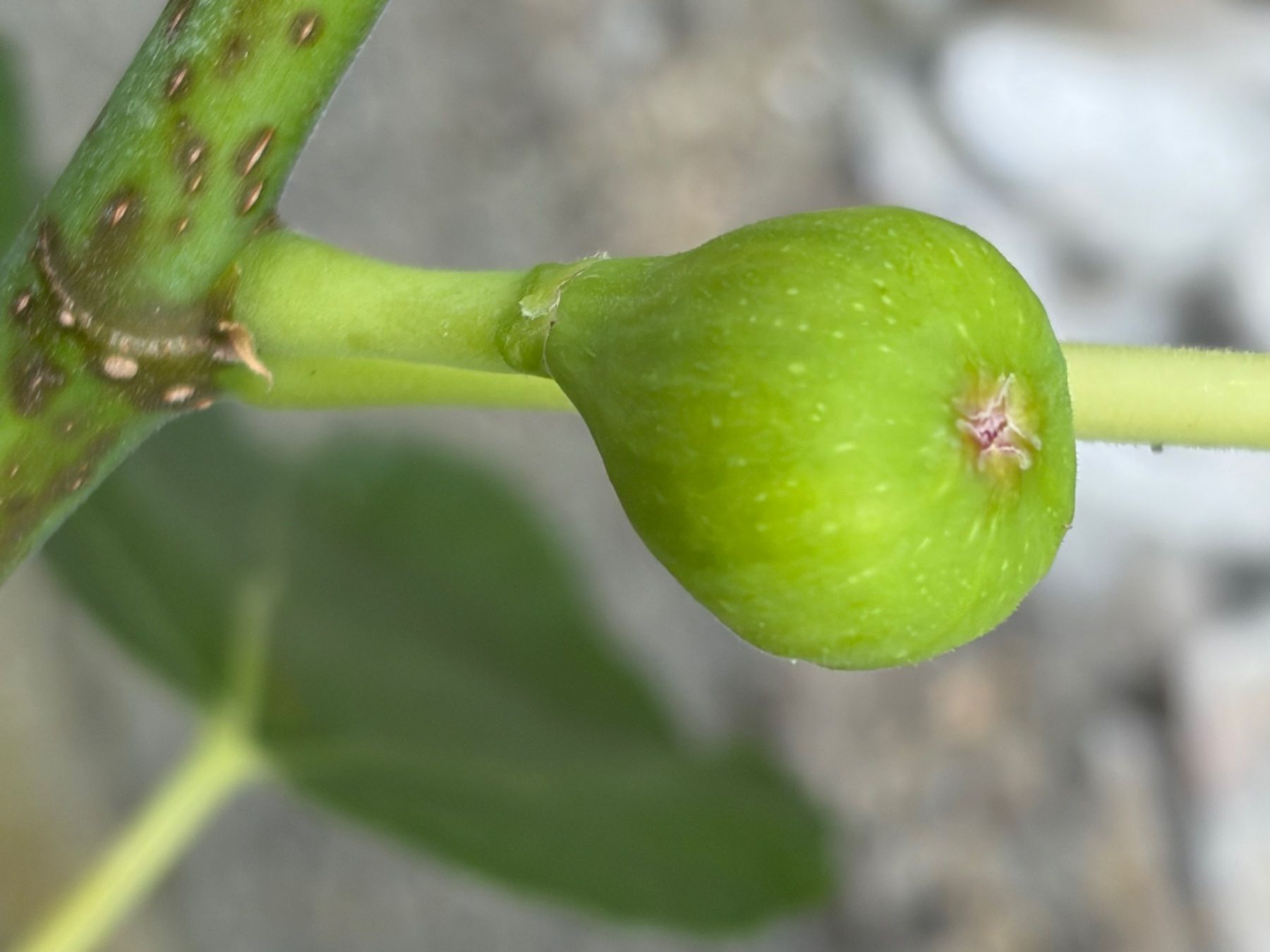 Plantes & graines: Feigenbaum selbst gezogen – D'occasion à Biberist par Hab4 2