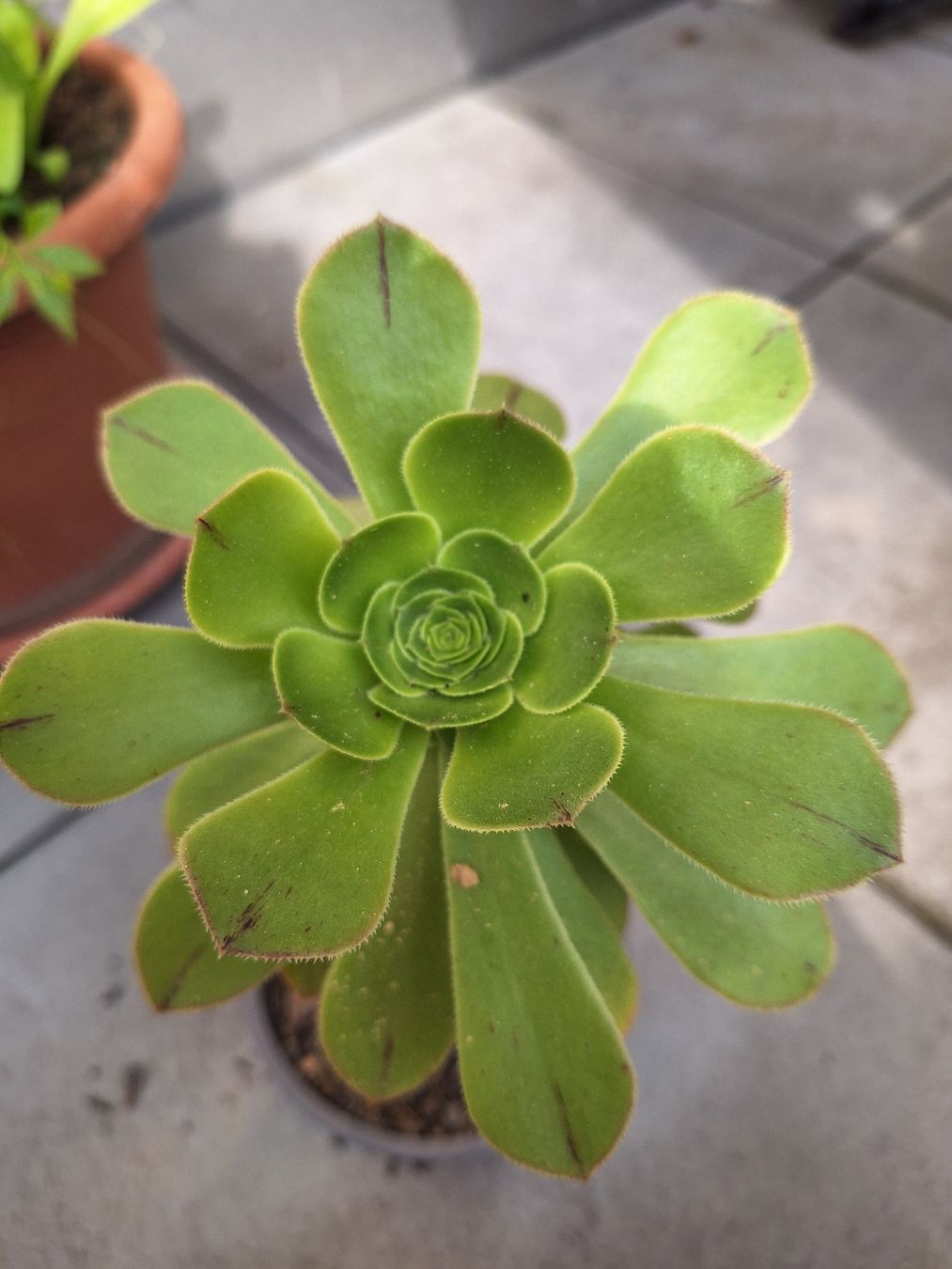 Piante & sementi: Sukkulente Aeonium arboreum – Usato da Luzern venduto da Heugaerten 2