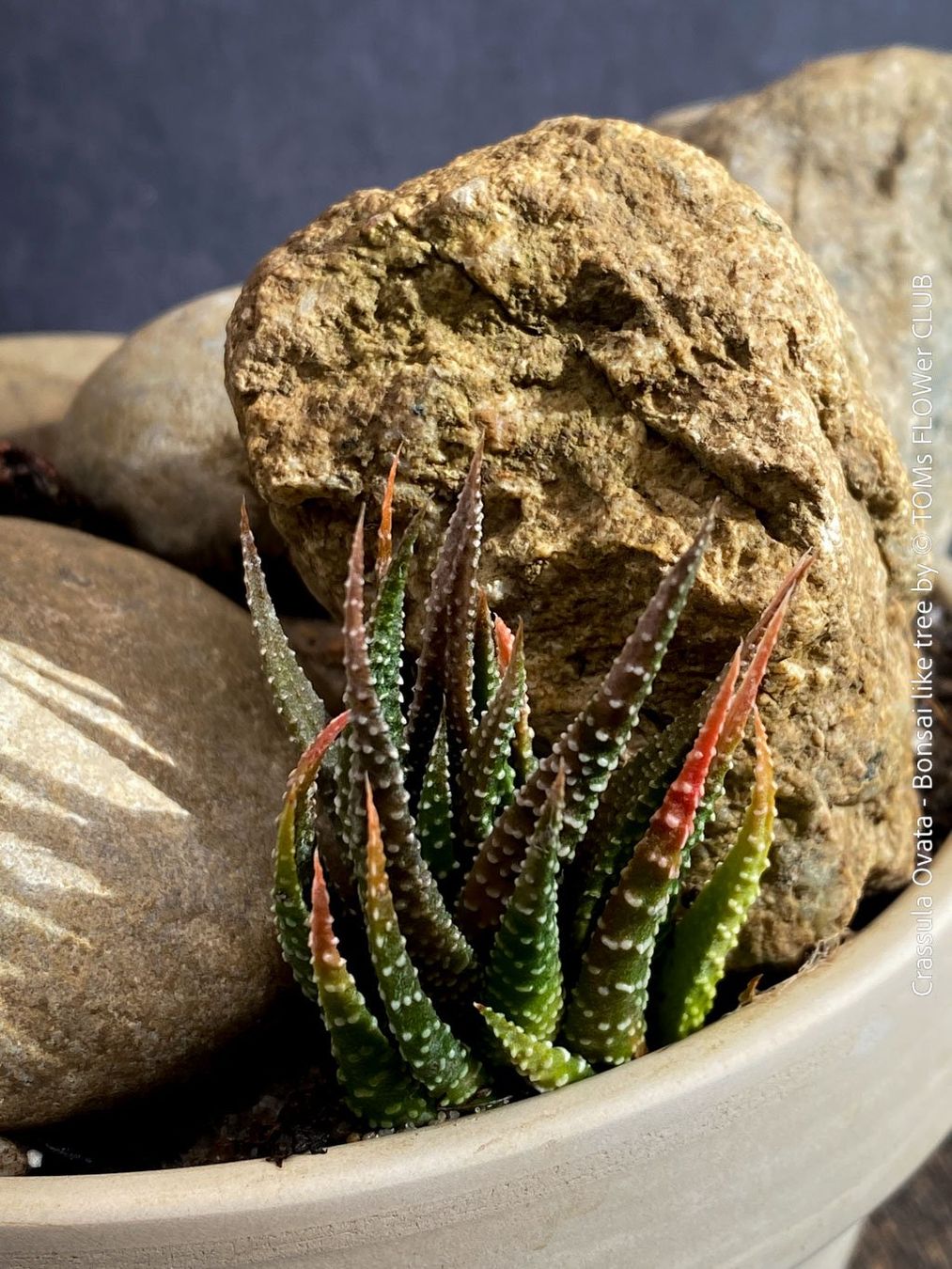 Piante & sementi: Crassula Ovata – Bonsai - Geldbaum – Usato da Adliswil venduto da TAKEYOURPLANT 7