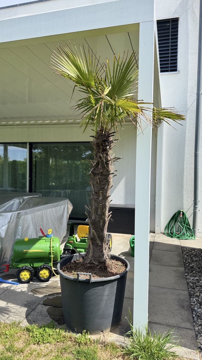 Piante & sementi: Palme inkl. Topf – Usato da Bellmund venduto da ani_27tx 1