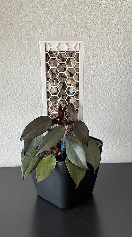 Piante & sementi: Philodendron Pink Princess Galaxy, 40cm, Mosspole – Usato da Aadorf venduto da Arkabraa