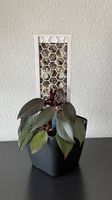 Philodendron Pink Princess Galaxy, 40cm, Mosspole