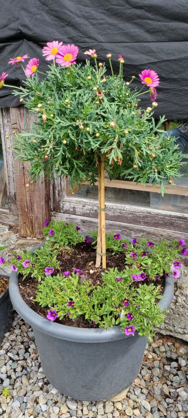 Piante & sementi: Margritenstämmchen, rosa - Blühende Gartendekoration! – Usato da egliswil venduto da Maggy6 1