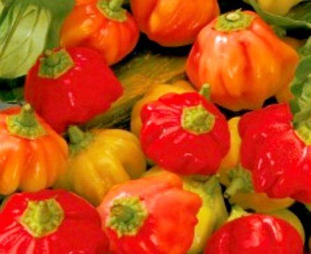 Pflanzen & Samen: 10 Samen Red Lantern Hot Chili oder Bishop Crown (pikanz:5) – Neu und originalverpackt aus Rovio von POSITIFFARTandPLANTS 2
