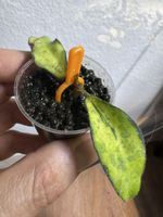 Hoya Phuwuaensis Variegata! Seltenes Sammlerstück!