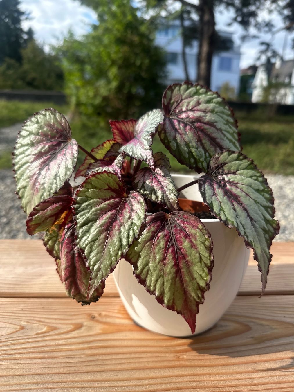 Plantes & graines: Begonia Rex – D'occasion à Zürich par ong8 2