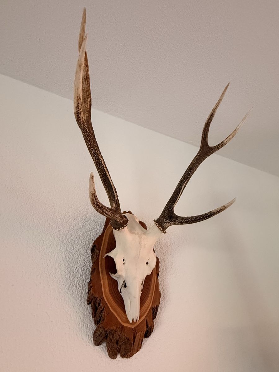 Sonstiges zum Sammeln & Seltenes: Hirschgeweih / Jagdtrophäe, 6-Ender, 73 cm, Neukirch 1998 – Gebraucht aus Zürich von pat_8wyd 1