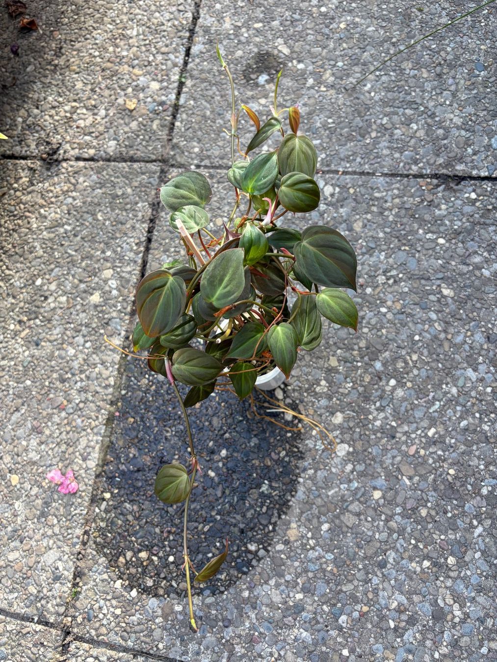 Piante & sementi: Philodendron scandens micans, getopfte Pflanze – Usato da Winterthur venduto da Aniger 5